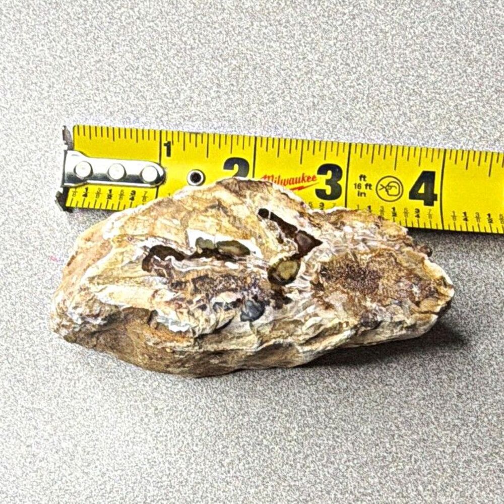 Petrified Wood Fossil Specimen  Natural Piece from Madagascar polished on top